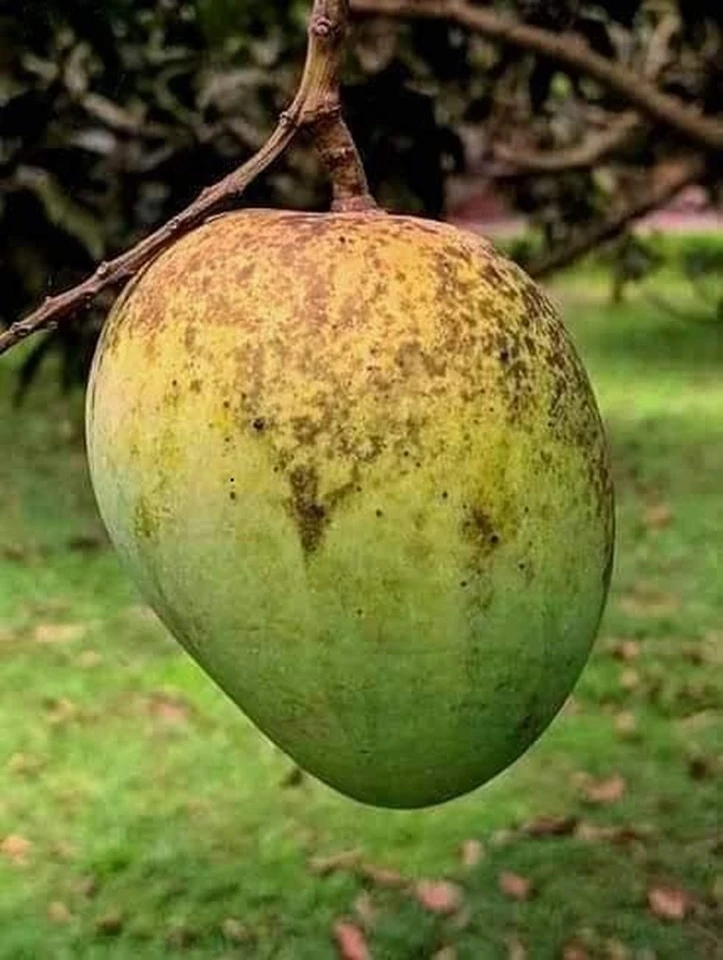 হাড়িভাঙ্গা
