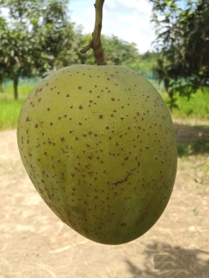 গৌরমতি আম