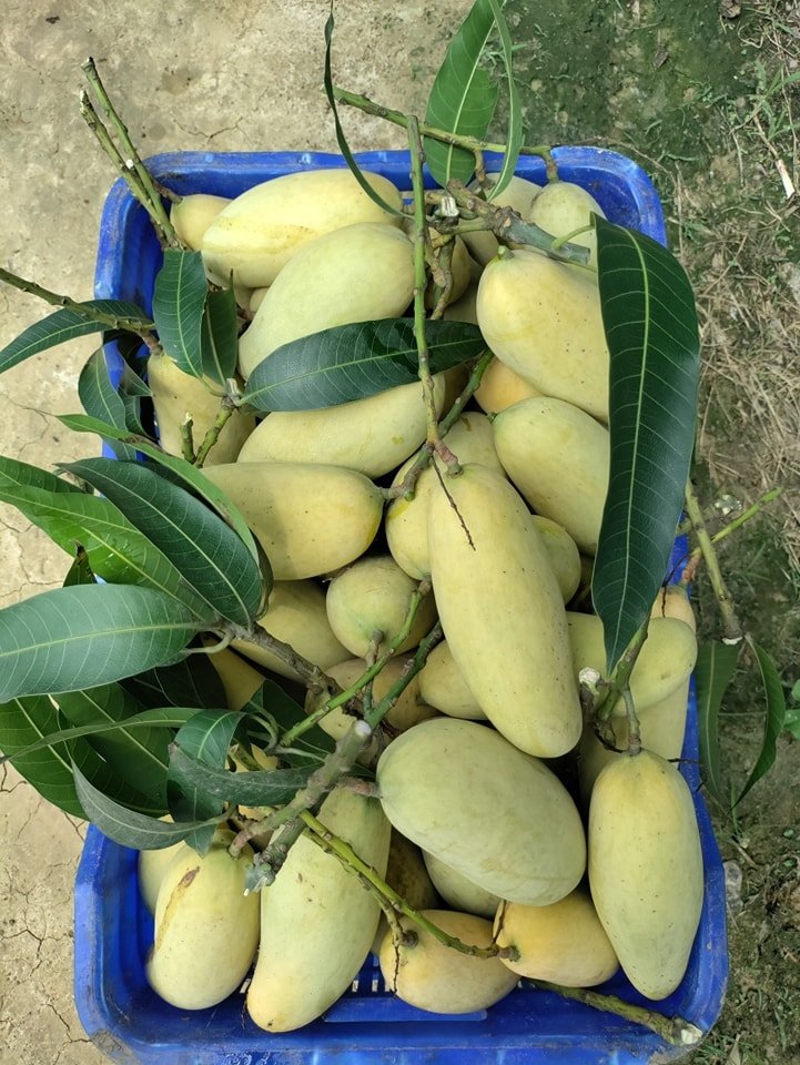 ব্যানানা আম